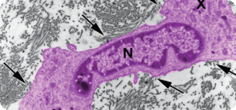 Cellular regeneration mechanism of Laetigen inducing natural collagen synthesis and matrix restoration at Lijin Clinic.
