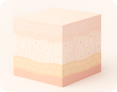 Skin layer diagram showing improved structure and tightened tissue after treatment