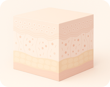 Simplified skin layer diagram with reduced collagen and structural density
