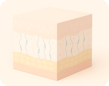 3D skin layer diagram showing epidermis, dermis, and subcutaneous structure